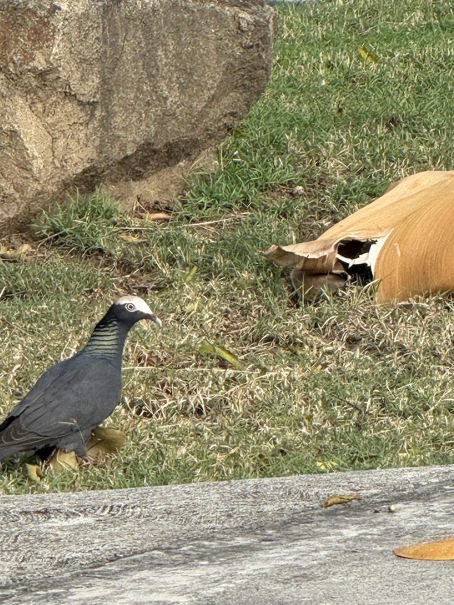 White-crowned Pigeon - ML646948867