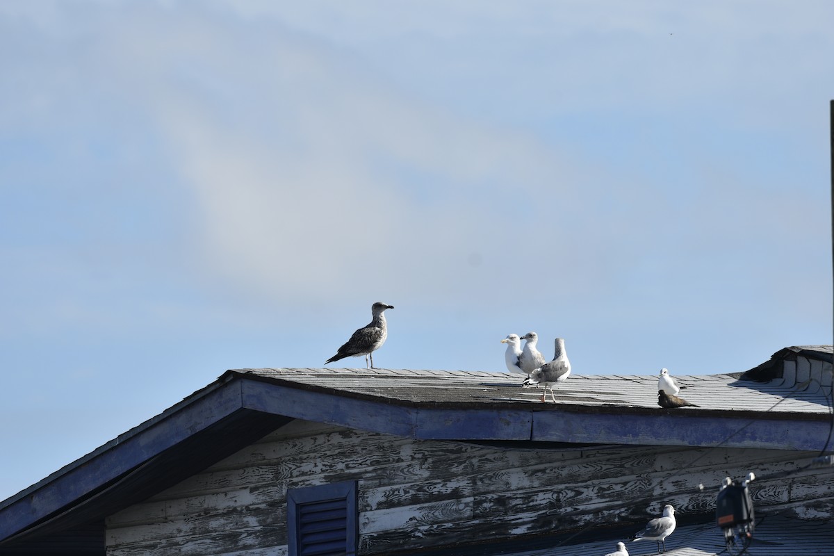 Great Black-backed Gull - ML646948868