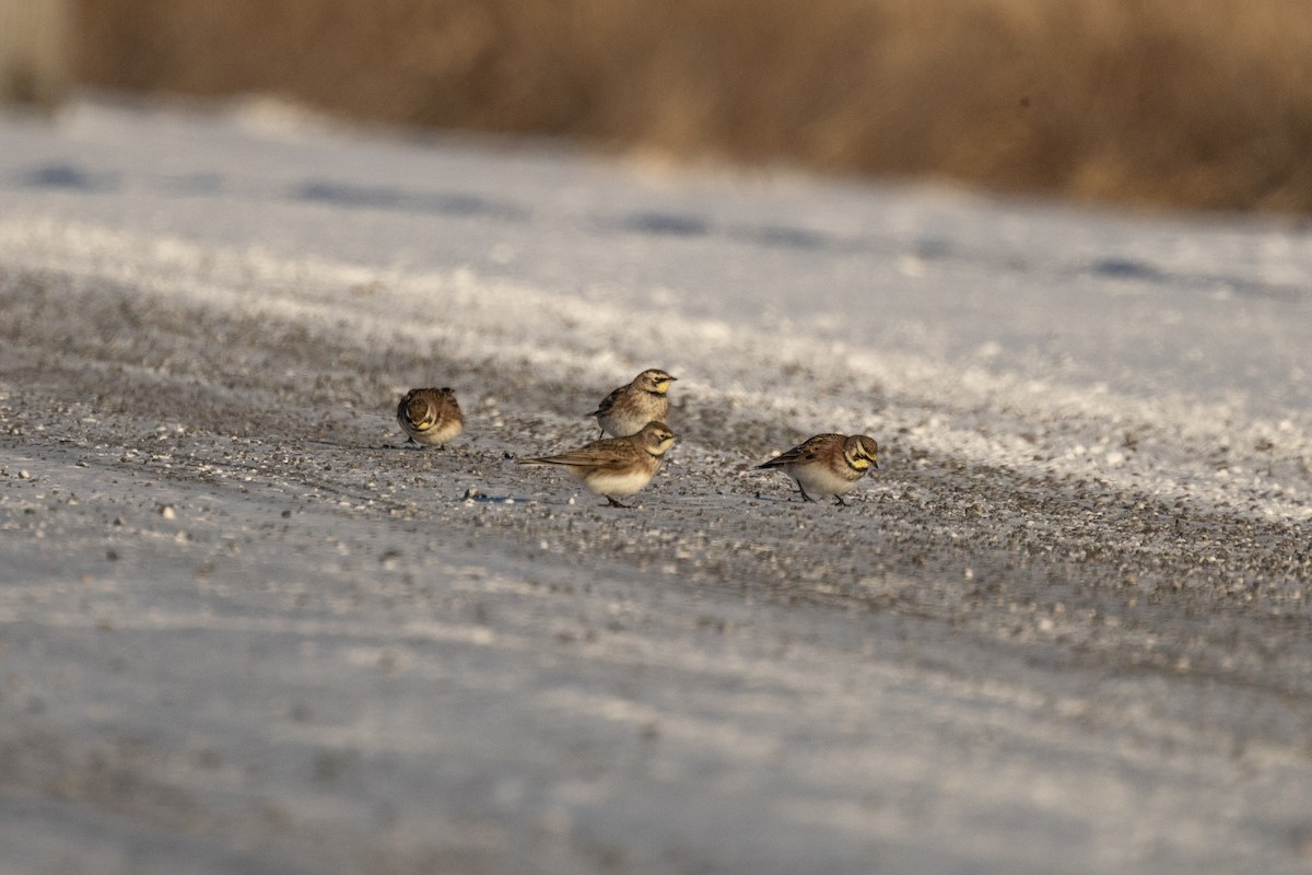 Kulaklı Toygar - ML646948869