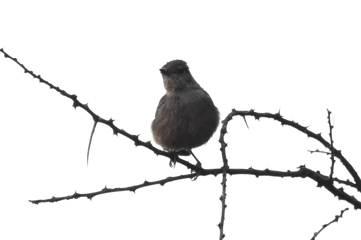 Colinegro Pardo - ML646948871