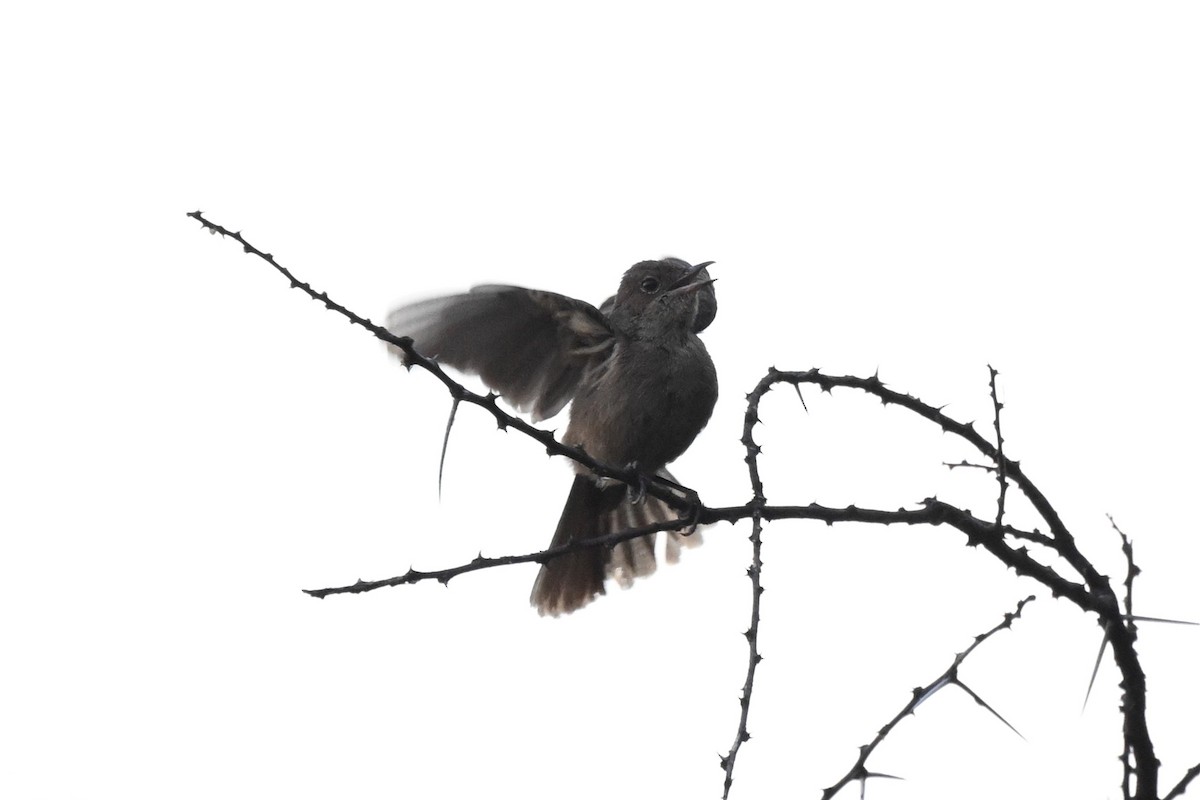 Colinegro Pardo - ML646948872