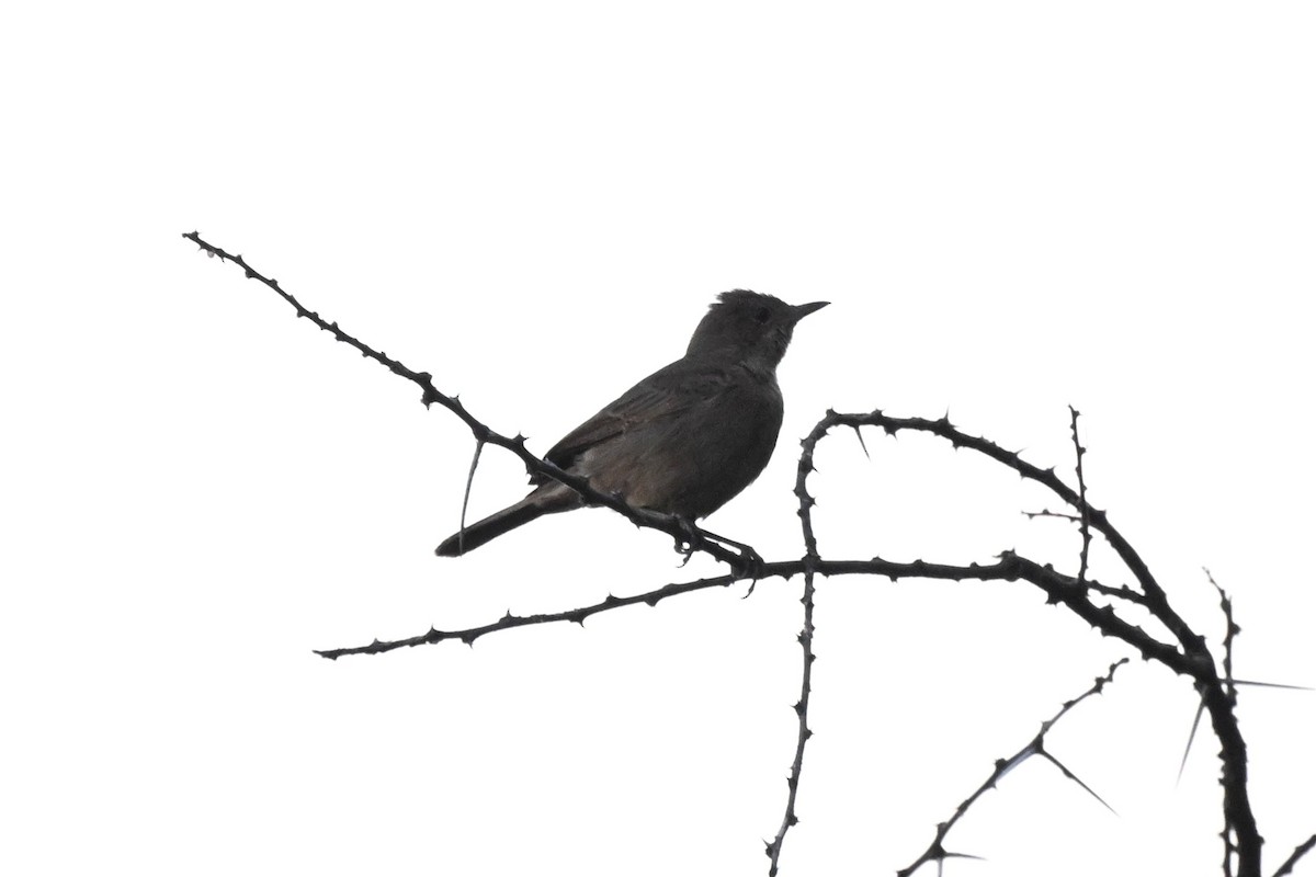 Colinegro Pardo - ML646948873