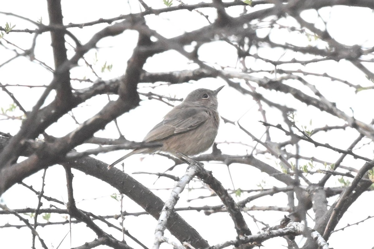 Colinegro Pardo - ML646948874