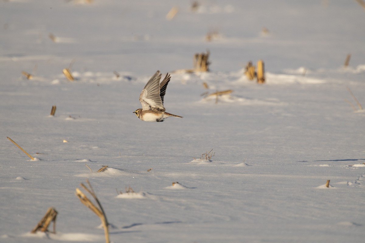 Kulaklı Toygar - ML646948875