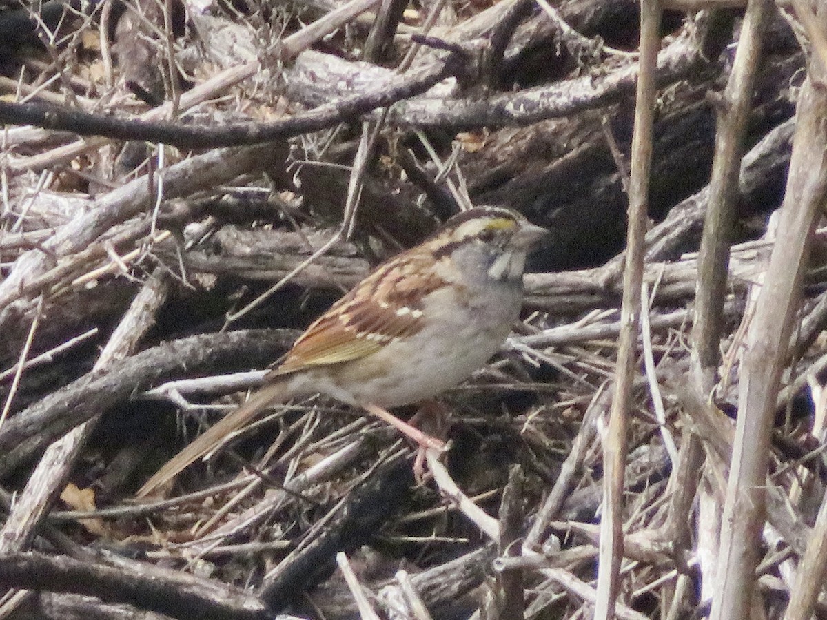 Weißkehlammer - ML646948877