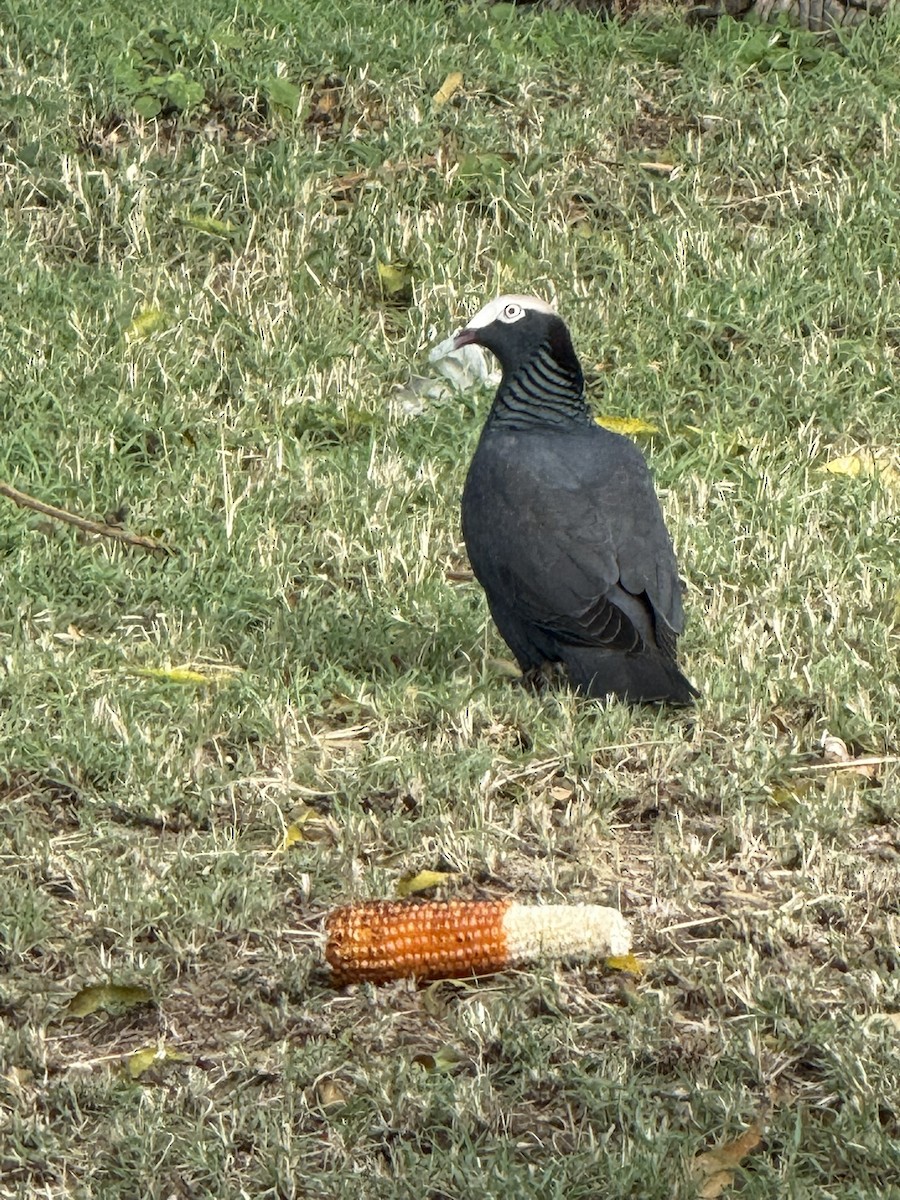White-crowned Pigeon - ML646948878