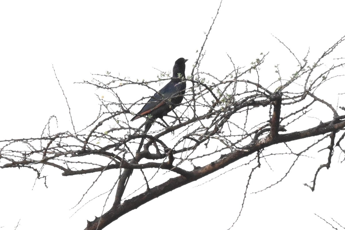 Estornino de Salvadori - ML646948880