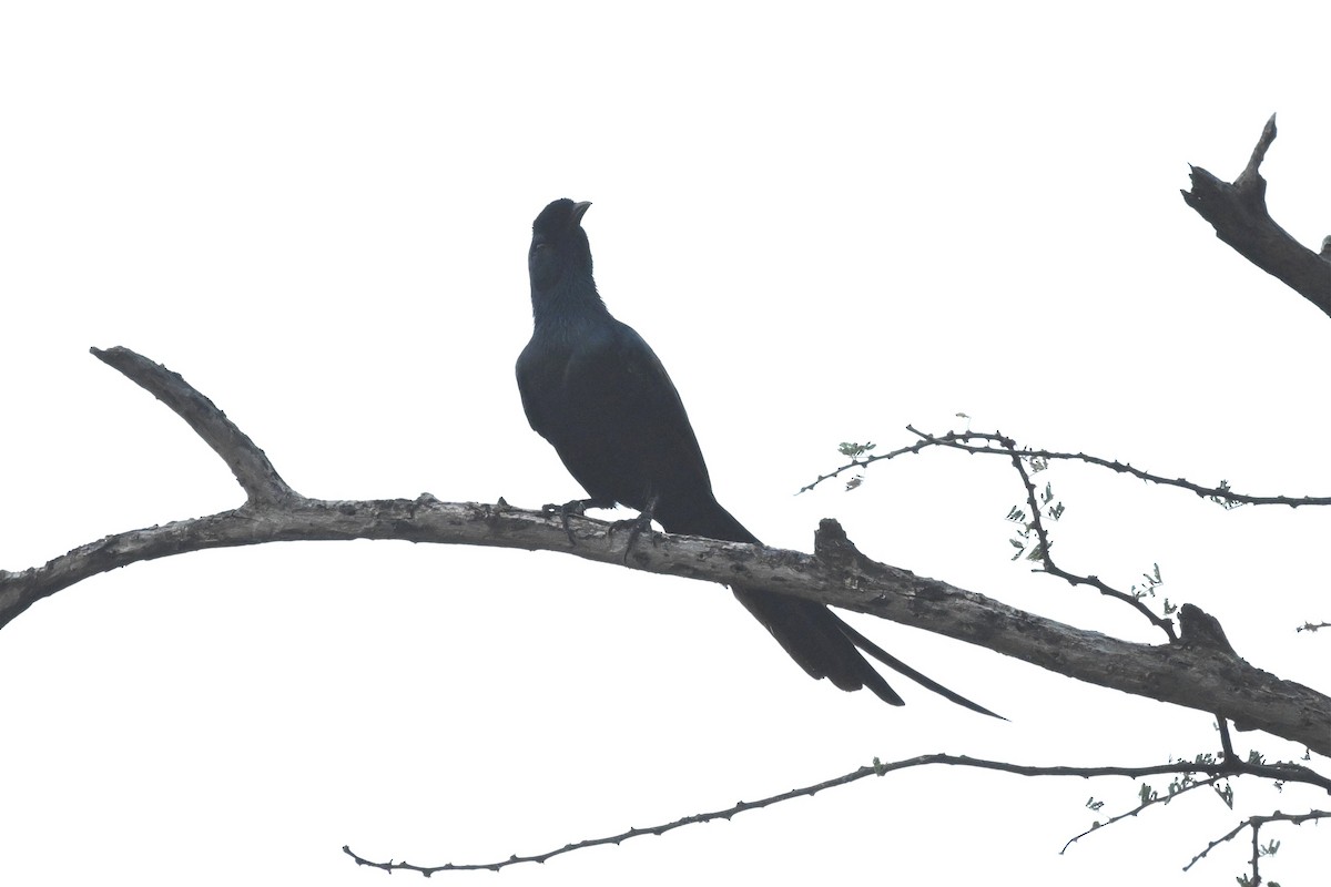 Estornino de Salvadori - ML646948881