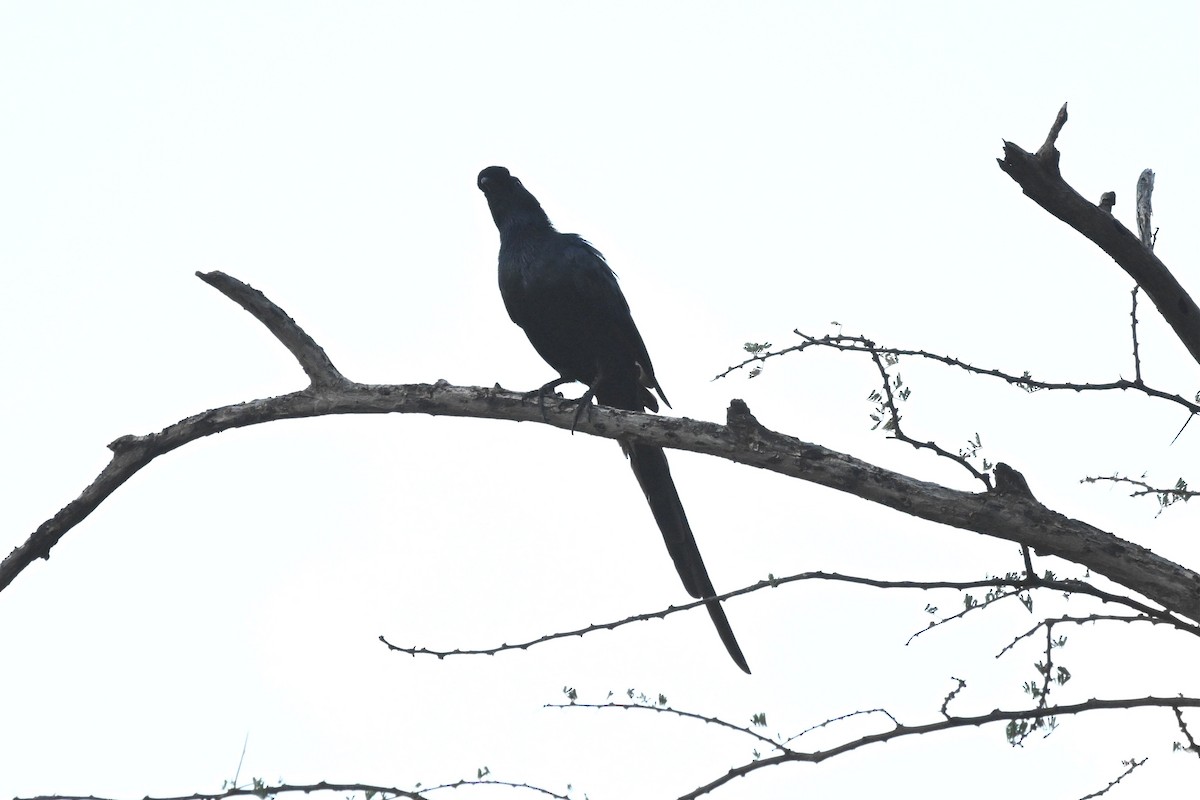 Estornino de Salvadori - ML646948882