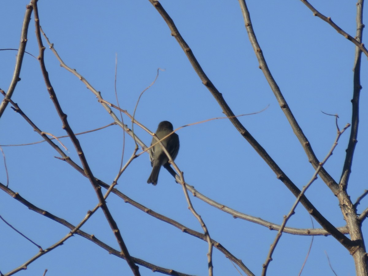 Eastern Phoebe - ML646948883