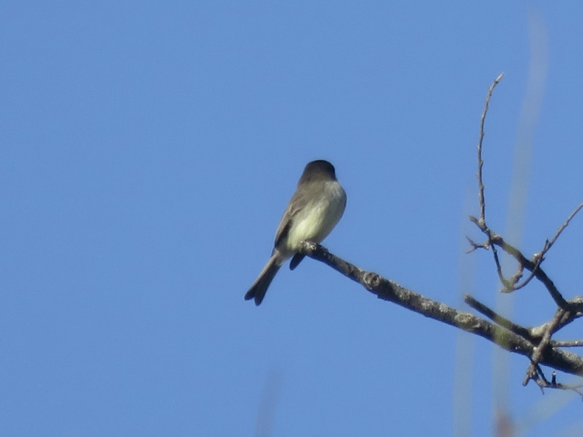 Eastern Phoebe - ML646948884