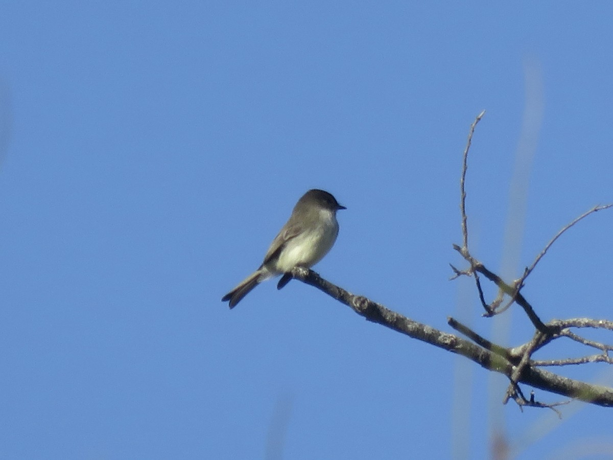 Eastern Phoebe - ML646948885