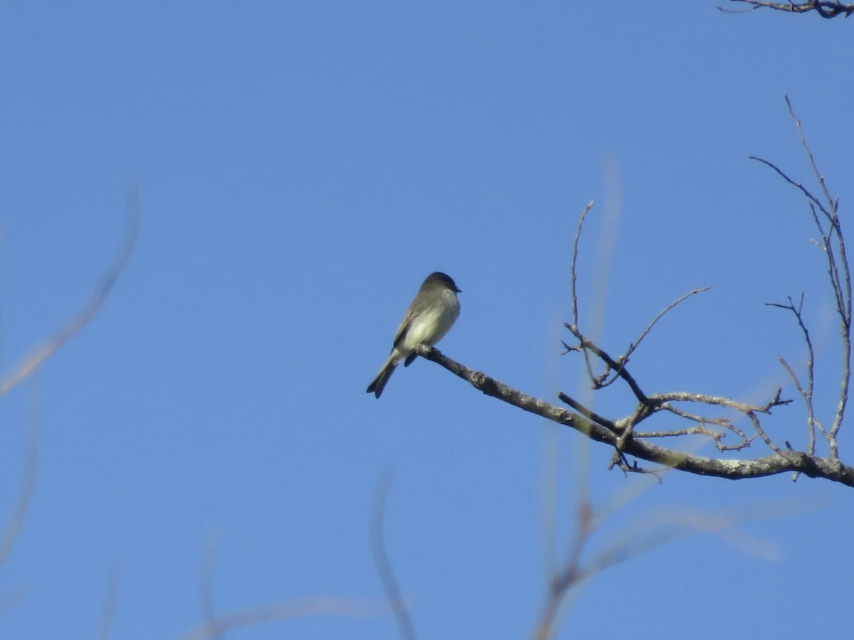 Eastern Phoebe - ML646948886