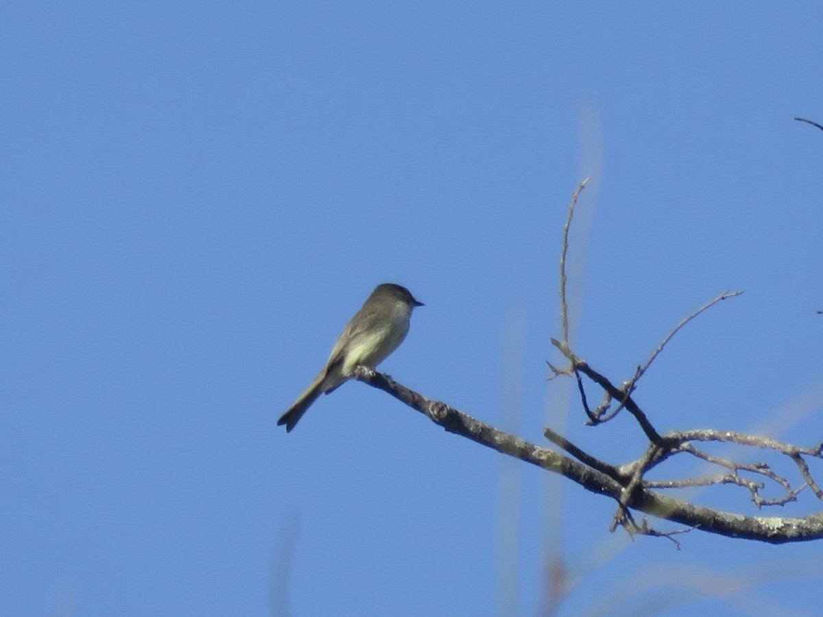 Eastern Phoebe - ML646948887
