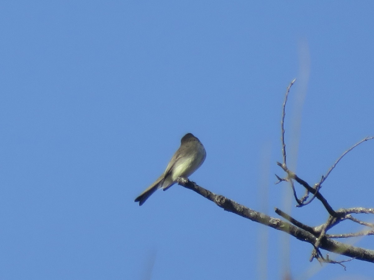 Eastern Phoebe - ML646948888