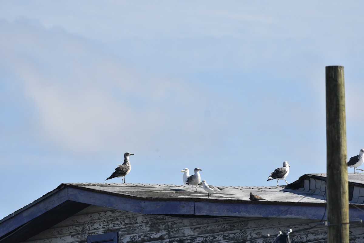 Great Black-backed Gull - ML646948889