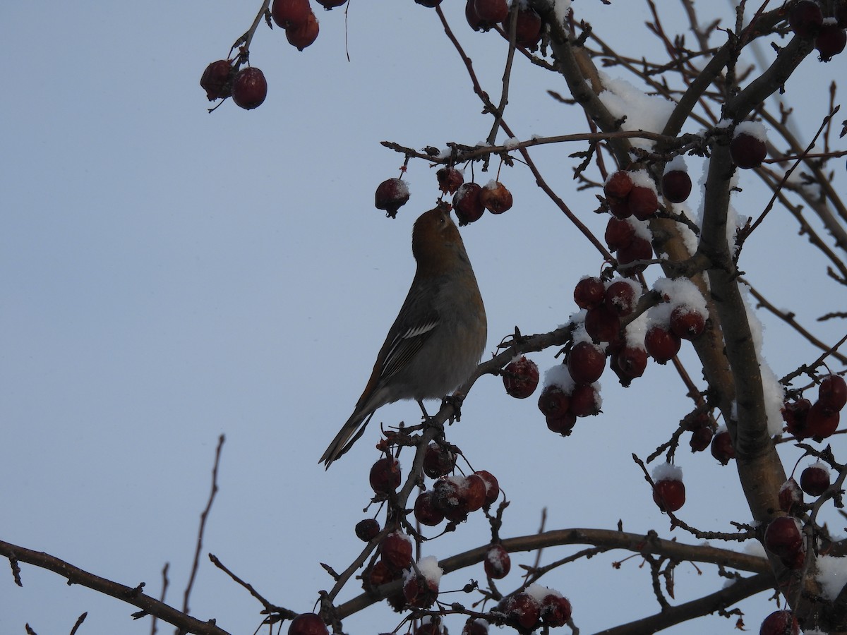 ギンザンマシコ - ML646948890