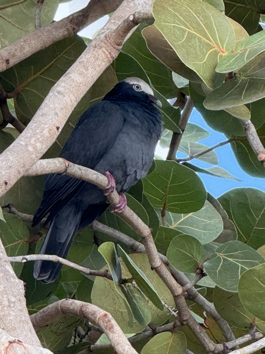 White-crowned Pigeon - ML646948891