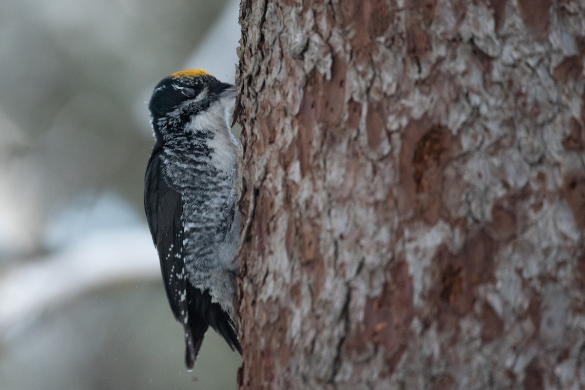 American Three-toed Woodpecker - ML646948893