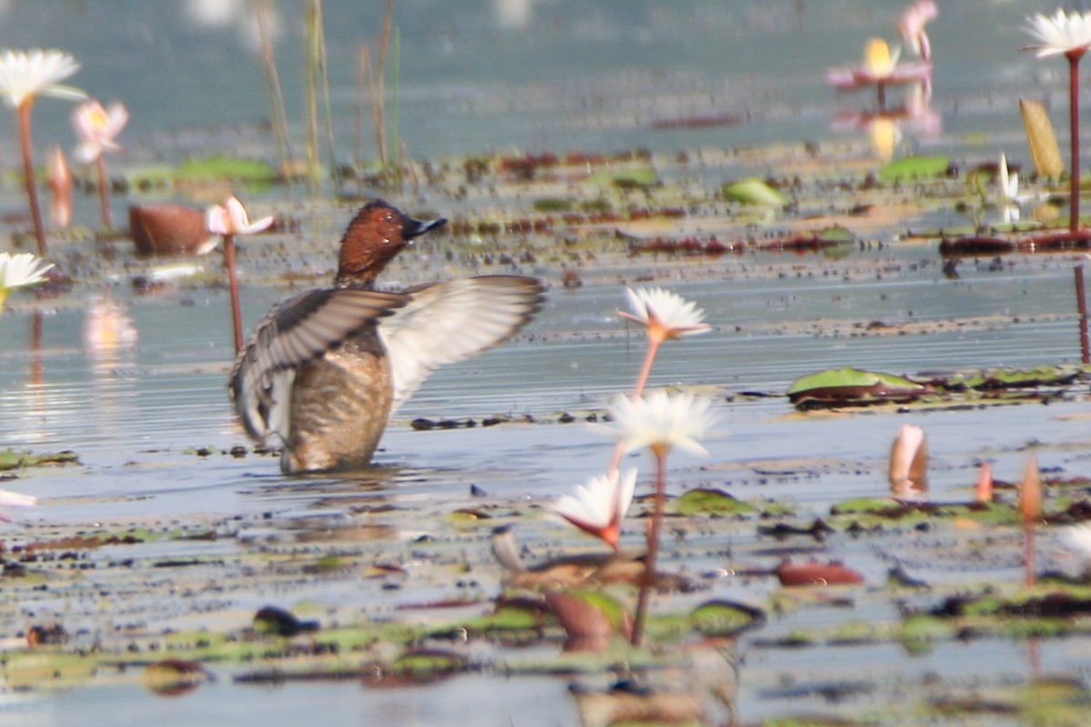 Common Pochard - ML646948895