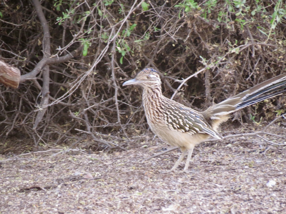 kukačka kohoutí - ML646948896