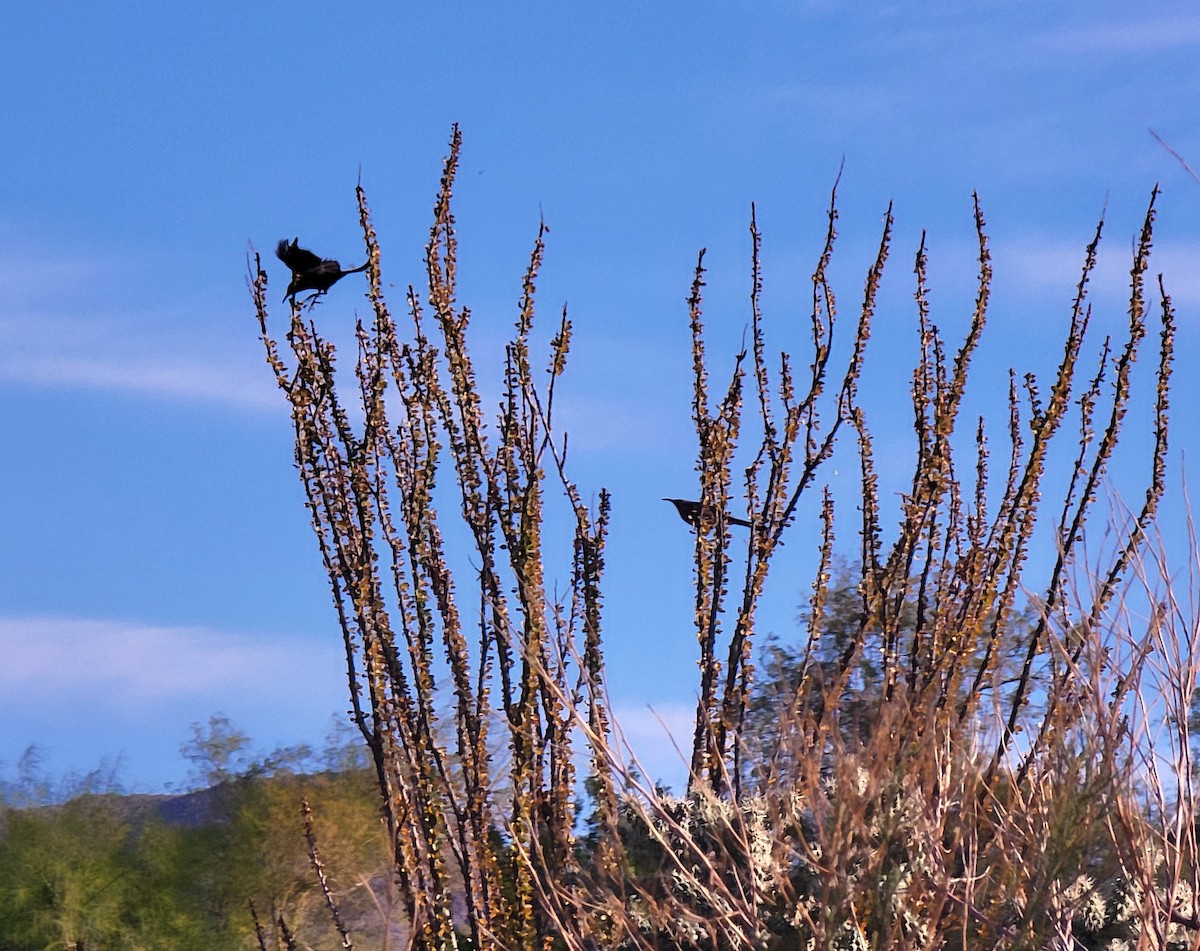 Curve-billed Thrasher - ML646948897