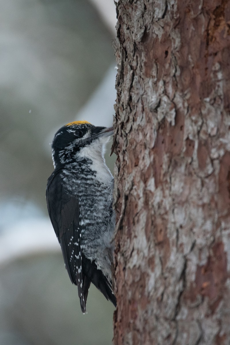 American Three-toed Woodpecker - ML646948898
