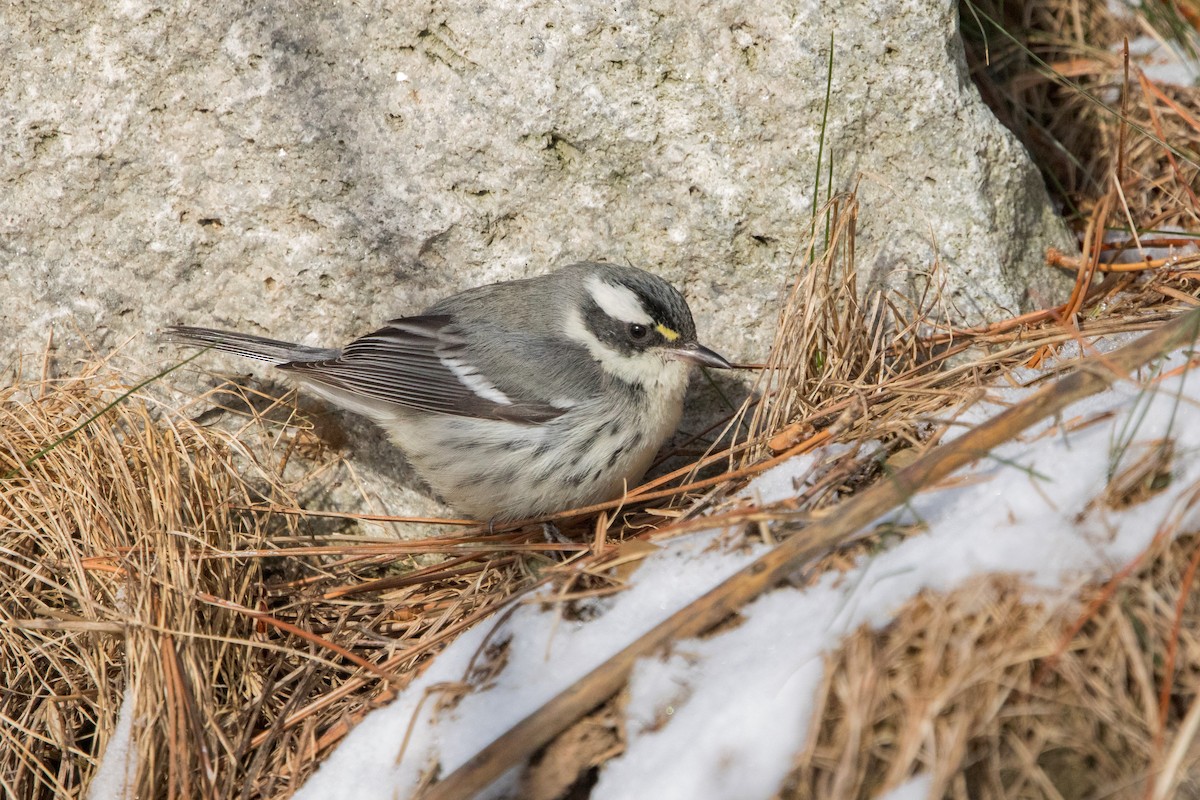 Kara Şeritli Ötleğen - ML646948903