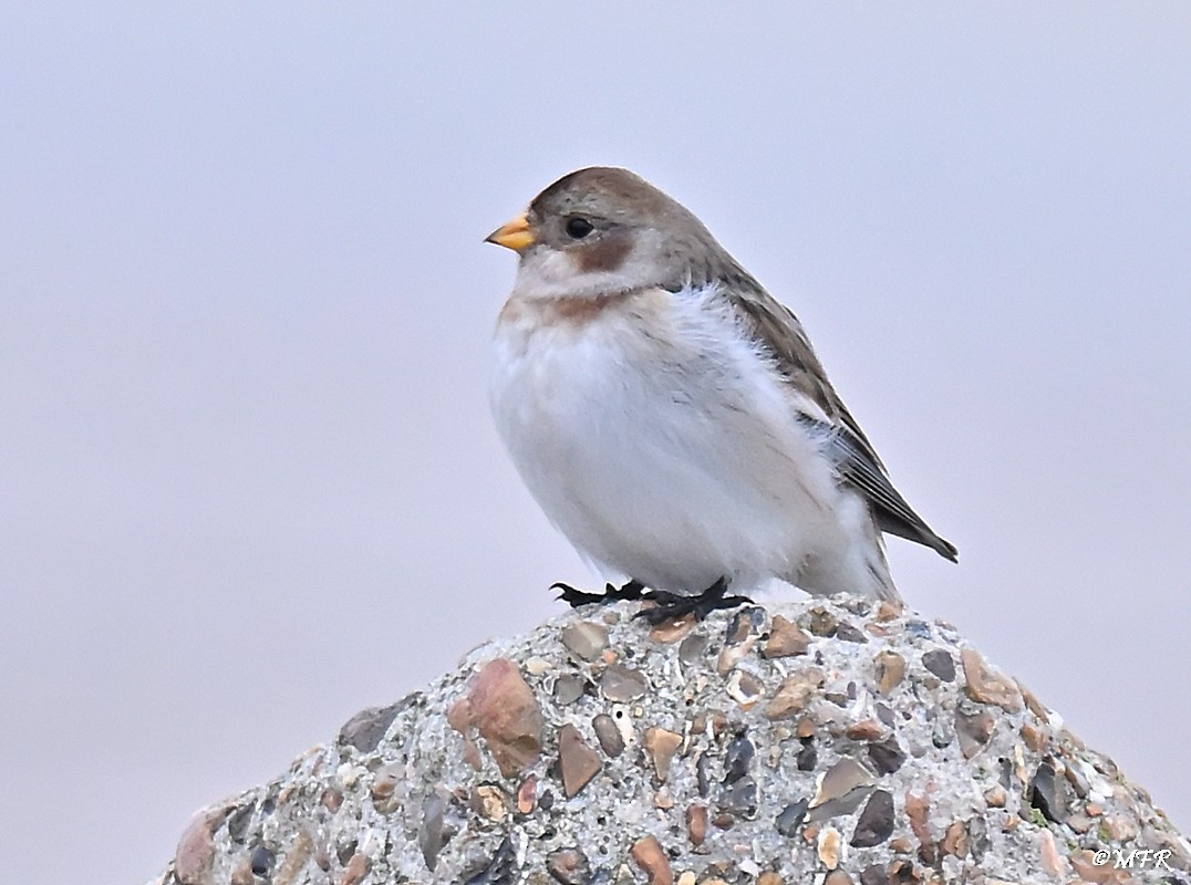 Snow Bunting - ML646948905