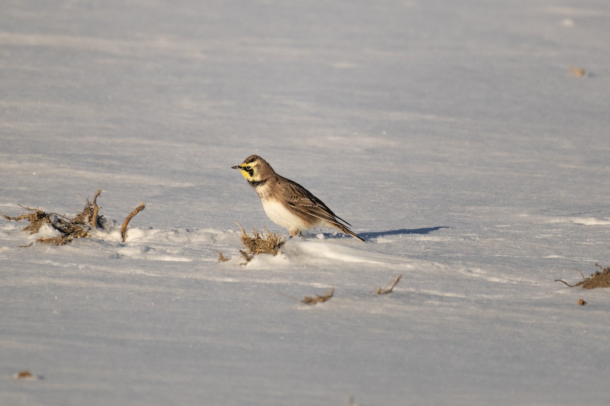 Kulaklı Toygar - ML646948906