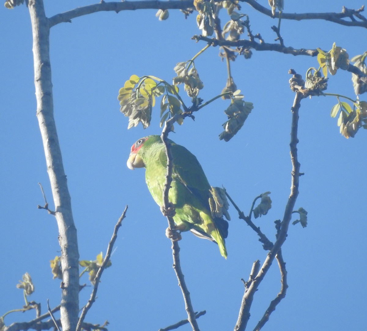 White-fronted Amazon - ML646948915