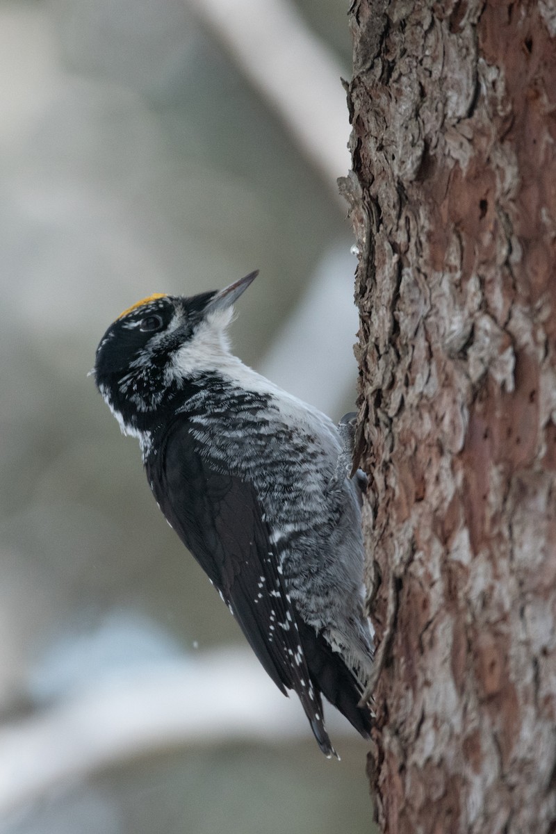 American Three-toed Woodpecker - ML646948917