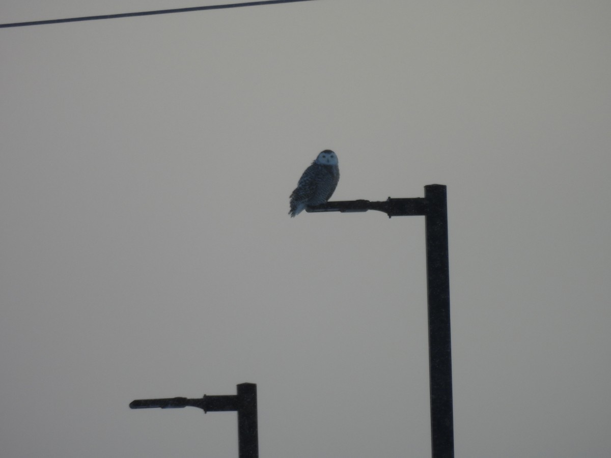 Snowy Owl - ML646948920