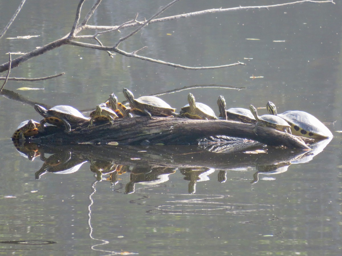 Schildkröten - ML646948923