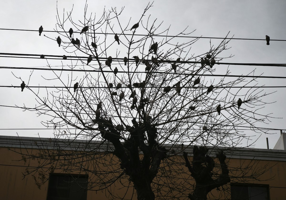 Croaking Ground Dove - ML646948927