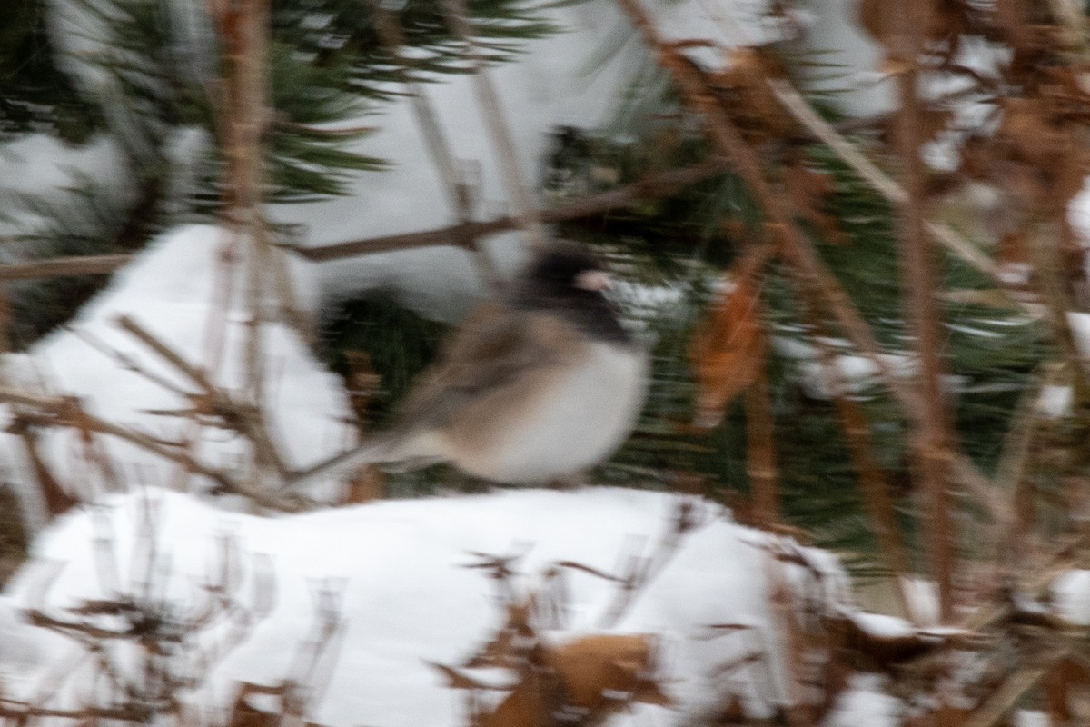 vinterjunko (oreganus gr.) - ML646948931