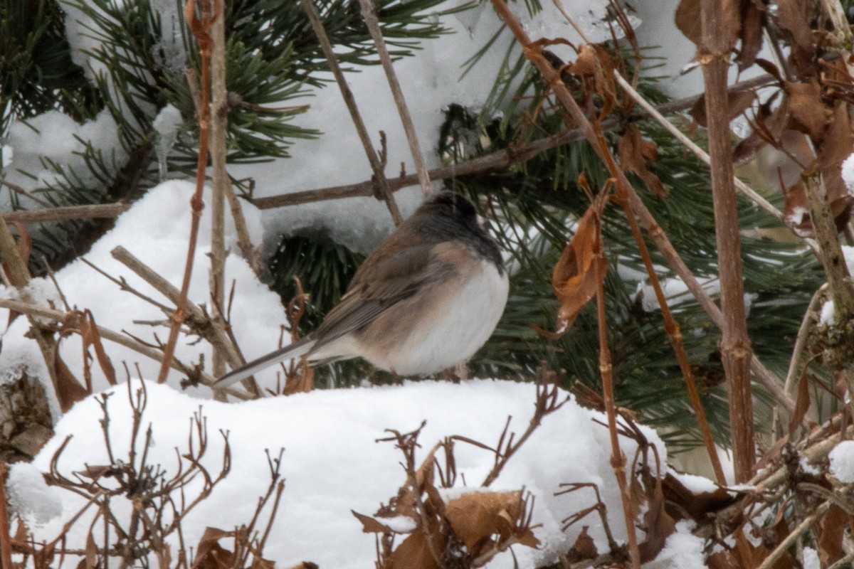 vinterjunko (oreganus gr.) - ML646948932