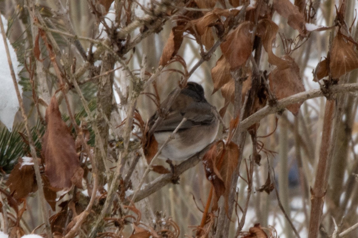 vinterjunko (oreganus gr.) - ML646948933