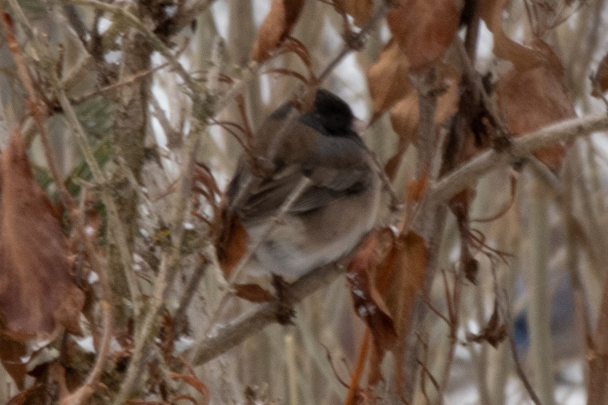 vinterjunko (oreganus gr.) - ML646948934