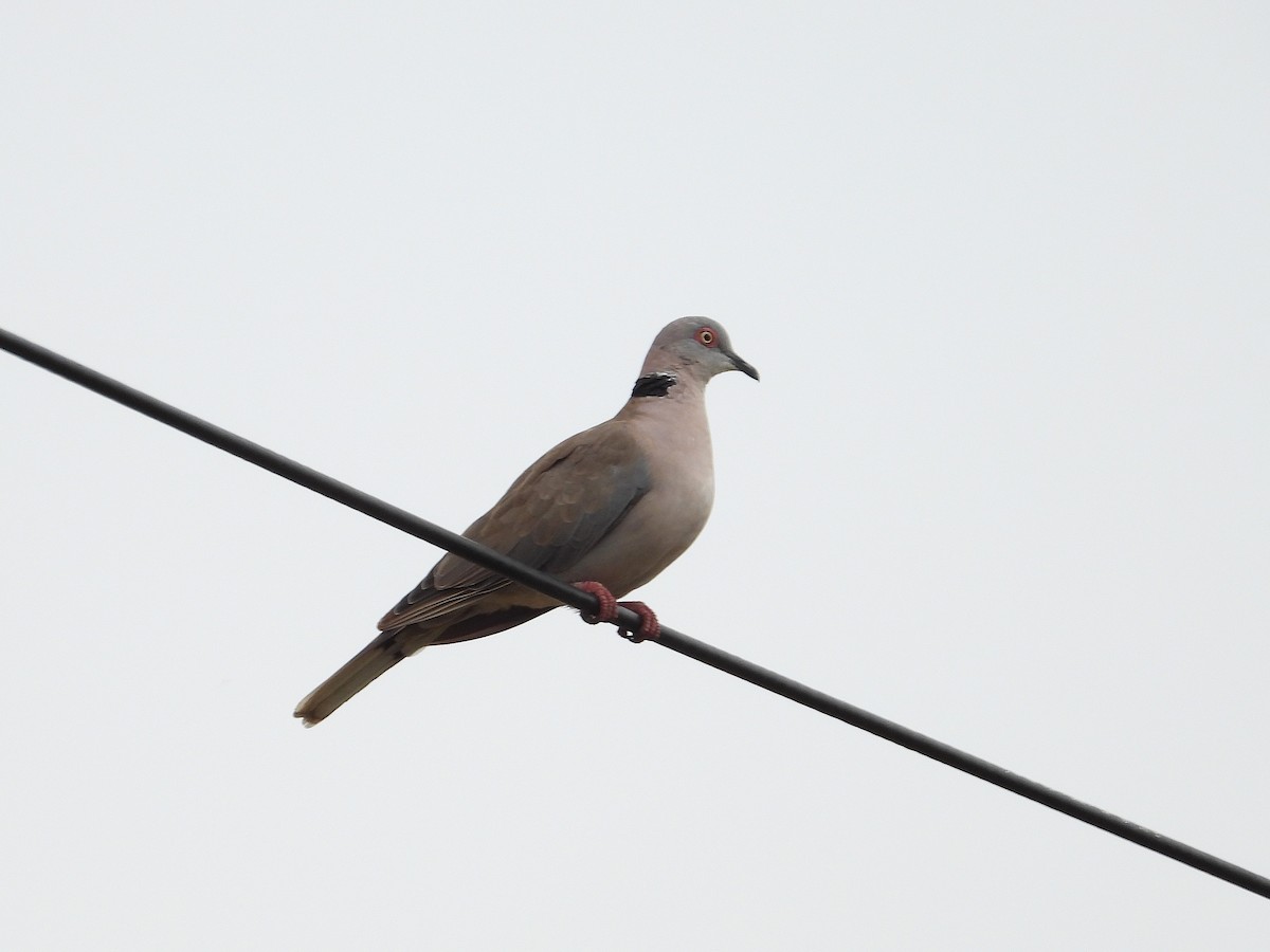 Mourning Collared-Dove - ML646948935