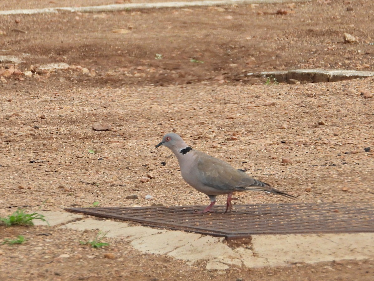 Mourning Collared-Dove - ML646948936