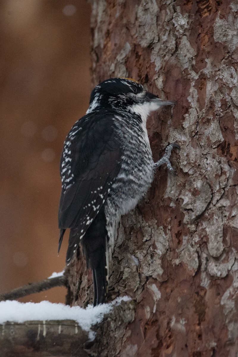 American Three-toed Woodpecker - ML646948937
