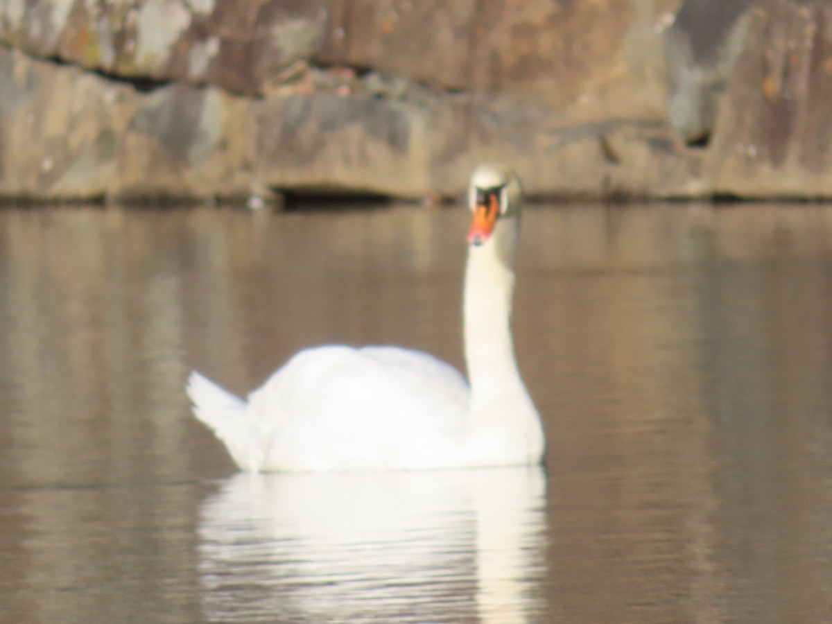 疣鼻天鵝 - ML646948940