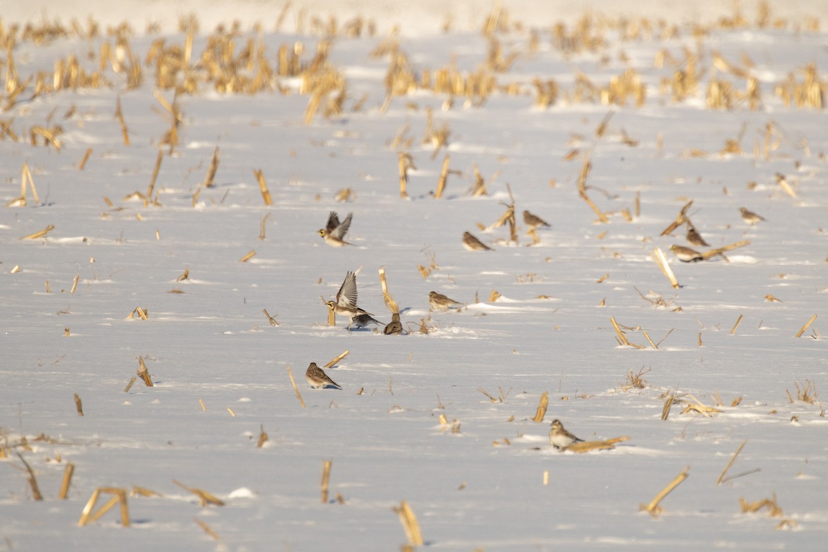 Kulaklı Toygar - ML646948941