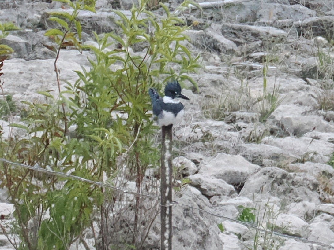 Martin handi iparramerikarra - ML646948943