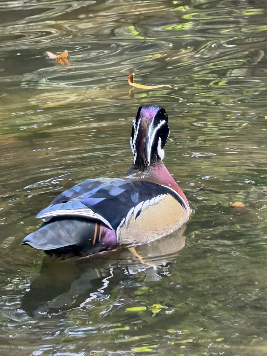 Canard branchu - ML646948945