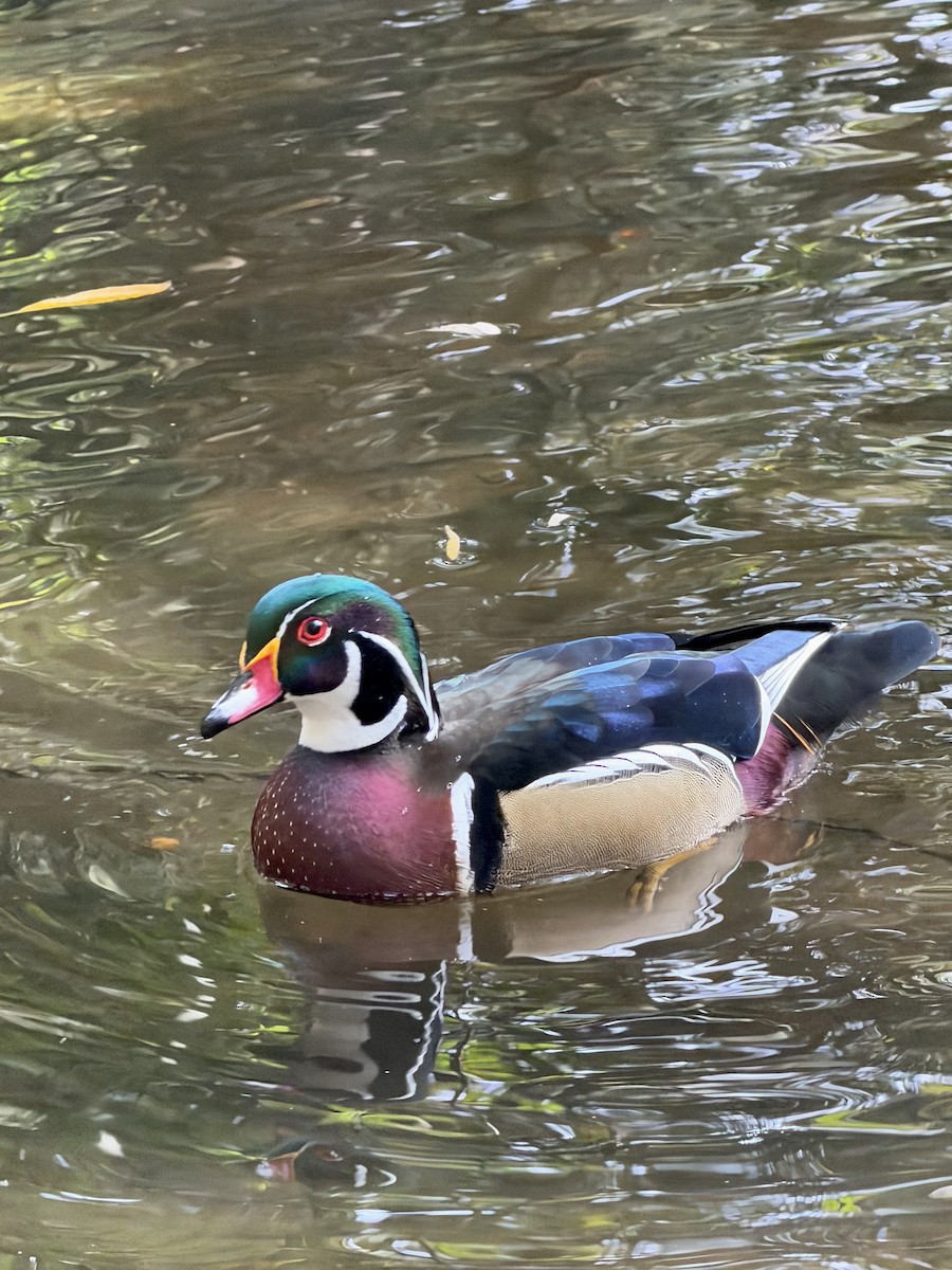 Canard branchu - ML646948946