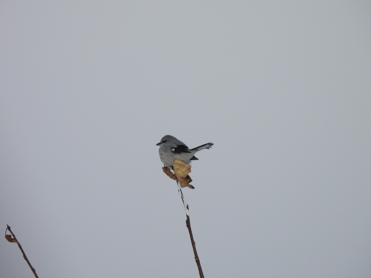 Northern Shrike - ML646948947