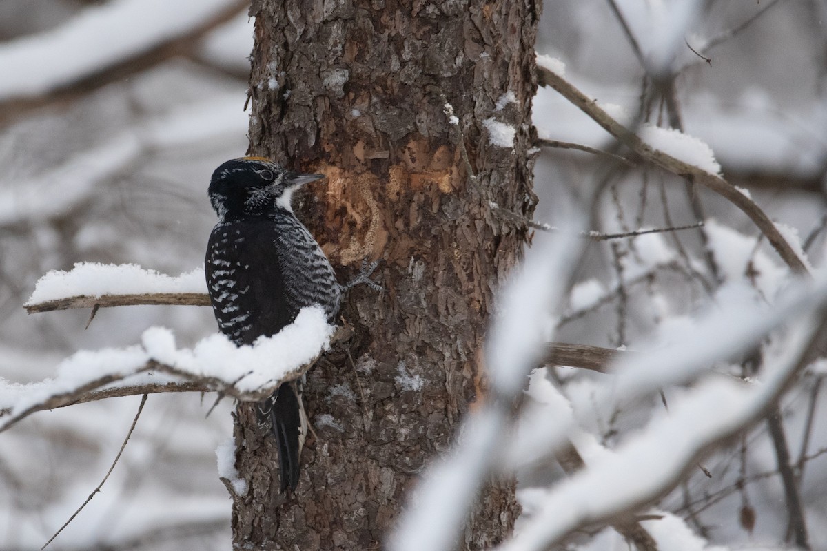 American Three-toed Woodpecker - ML646948950