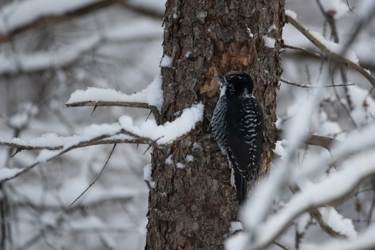 American Three-toed Woodpecker - ML646948951